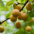 How to prune cherry plum in the summer correctly: schemes, stages and tips on the topic