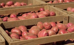 Storage rules for seed potatoes: instructions for preparing seeds and optimal conditions