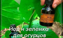 Iodine and brilliant green rush to the rescue: the secrets of processing cucumbers for a better harvest