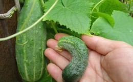 Why do cucumbers crochet in a greenhouse and what to do to prevent deformation of the fruit