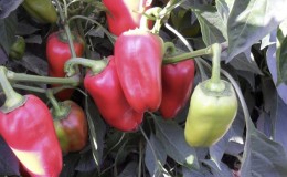 High-yielding and early maturing variety of pepper