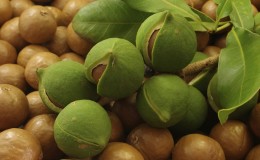How to grow nut macadamia at home