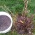 How to properly feed currants and gooseberries in spring