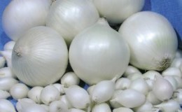 Unpretentious and stable hybrid of onions