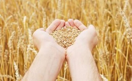 Homeland of wheat: where did wheat come from on Earth