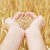 Homeland of wheat: where did wheat come from on Earth