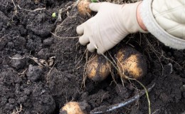 Is it possible to eat soft potatoes and why does it wither in the ground