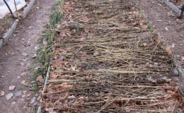 Choosing how to cover the onion for the winter from frost and studying the nuances of the process