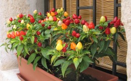 Balcony Pepper Growing Guide: Step by Step: Getting a Good Harvest Without Leaving Your Home