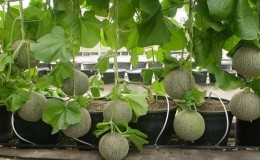 How and when to form a melon in the open field correctly