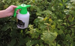 How to process gooseberries in spring and summer against diseases and pests