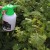 How to process gooseberries in spring and summer against diseases and pests