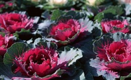 Is ornamental cabbage edible