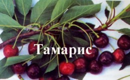 Fast-growing resistant cherry variety