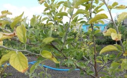 Apple leaves turn yellow in June: what to do and why it happens - a guide for gardeners
