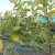 Apple leaves turn yellow in June: what to do and why it happens - a guide for gardeners