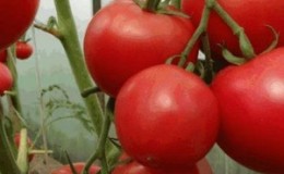 Fleshy and sweet fruits to your table - tomato