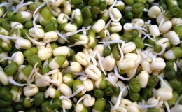 We get a storehouse of vitamins from a bean - how to sprout beans at home or grow them in the open field