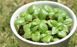 How and when to plant basil seedlings correctly in the Moscow region