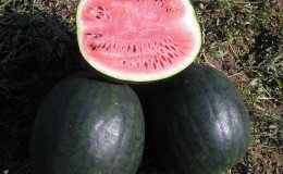 Why the Ikar watermelon variety is good and why it is worth growing