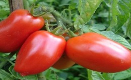 The combination of the best qualities of tomatoes in one variety - tomato