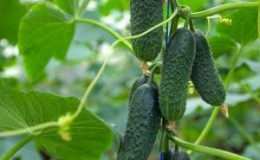 What is good about the cucumber