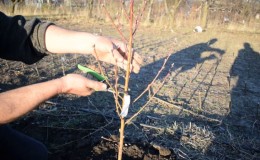 How to properly prune peaches in the spring and why it is so important