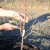 How to properly prune peaches in the spring and why it is so important