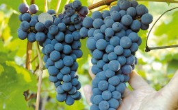 The best grape varieties for the Moscow region: characteristics and descriptions, tips for choosing