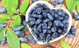 Useful properties of honeysuckle for the male body