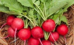 Celeste Radish Hybrid Care for Tasty Big Fruits