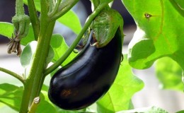 When to remove eggplants from a bush in a greenhouse and open field and how to store crops