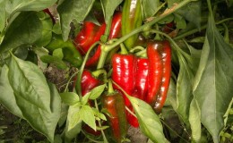 What you can't plant next to bitter peppers: crop rotation rules and growing secrets
