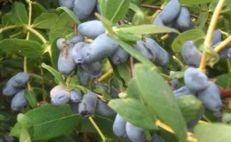The best varieties of edible and decorative honeysuckle for the Moscow region