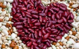 How beans act on the body: benefits and harms, secrets of preserving vitamins and rules of use
