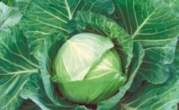 Nozomi f1 ultra-early ripening cabbage hybrid