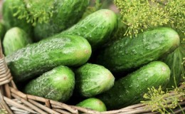 Harvesting hybrid of cucumbers 