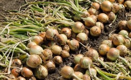 Top tips: how to properly dry onions after harvesting from the garden