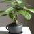 Home-grown avocado fruiting or not