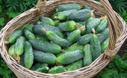 When is it better to pick cucumbers, in the morning or in the evening, and on what the features of harvesting depend