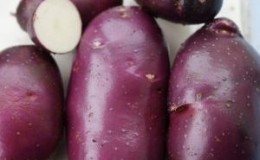 High-yielding purple potato variety