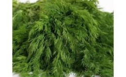 Important steps for a good harvest of Alligator dill: from seed preparation to disease prevention