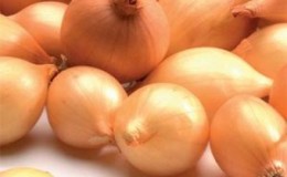 An early ripe onion variety