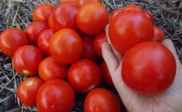 Gardeners' favorite tomatoes