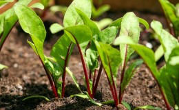 How to properly water beets with salt water - proportions of the solution and instructions for processing a vegetable for its sugar content