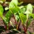 How to properly water beets with salt water - proportions of the solution and instructions for processing a vegetable for its sugar content