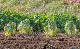 How to grow Chinese cabbage in the garden in the open field and at home