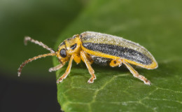 Which pest eats gooseberry leaves and what to do to save the bushes