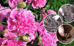When is it necessary to transplant peonies to another place in the summer and how to carry it out correctly