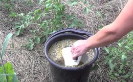How, when and what to feed the seedlings of peppers and tomatoes for a rich harvest